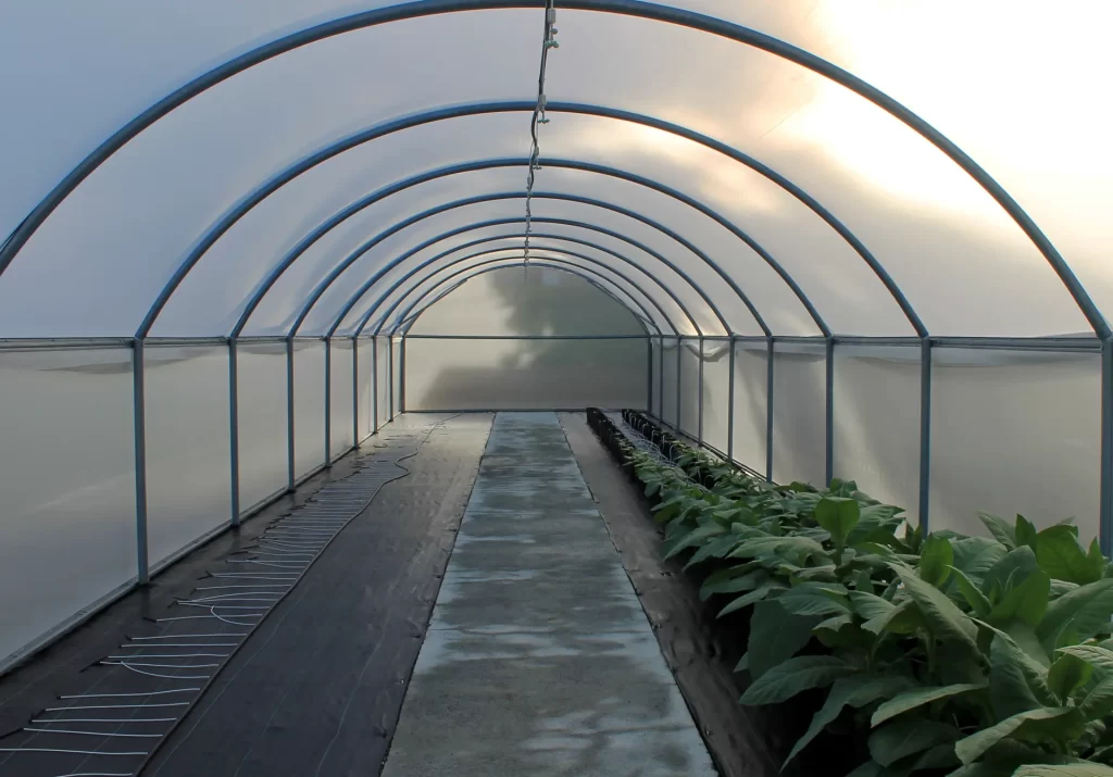 Filet anti-insecte TIP 260 installé sur une structure de serre agricole