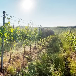 VINOPROTEX® - Solution de protection climatique pour les vignes
