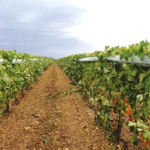 Cov'Impact® - Solution co-développée pour protéger les vignes